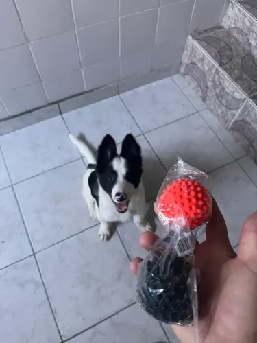 Filhote Border collie 4 meses