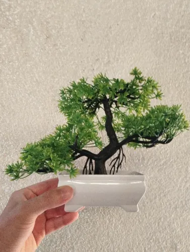Planta decorativa