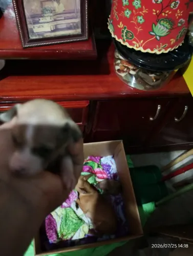 Vendo filhote de Pinscher