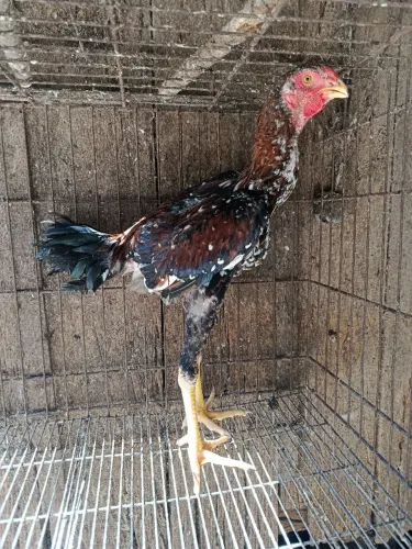Frango
