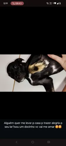Filhote de cachorro