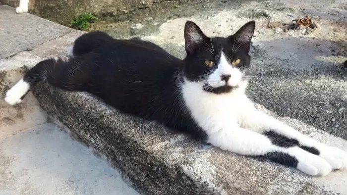 Gato ADOÇÃO 