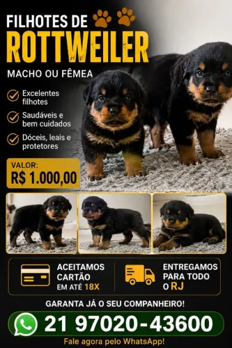 Rottweiler cabeça de touro macho e femea lindos