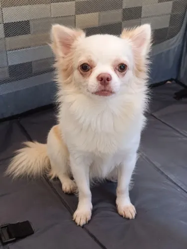 Chihuahua Macho Pelo longo
