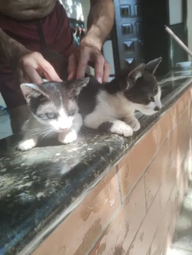 Gatos para adoção responsável 
