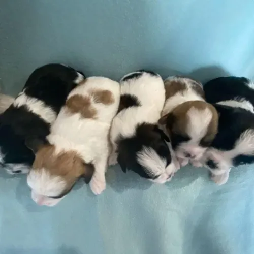 Filhotes de Shih Tzu | Pequenos e muito queridinhos!