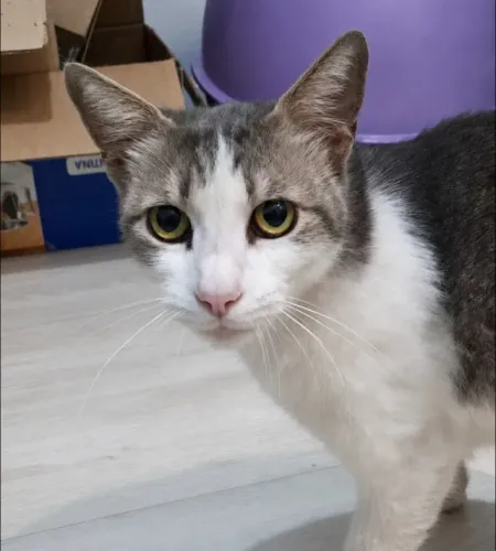 Gatinho para adoção