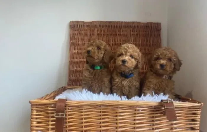 Poodle,Poodle Filhote Top Padrão da Raça
