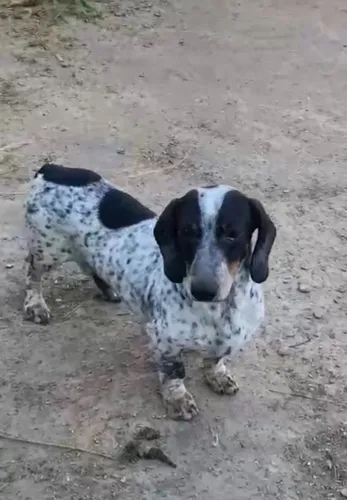 Cachorro dachshund macho disponível para venda