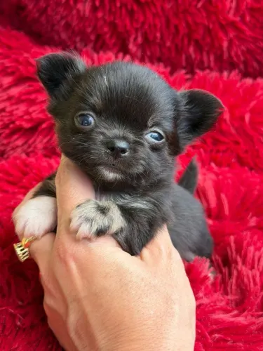 Chihuahua cabecinha de maçã. Um príncipe de pelagem longa e coloração preto com castanho 
