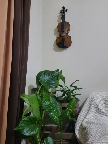 Violino 