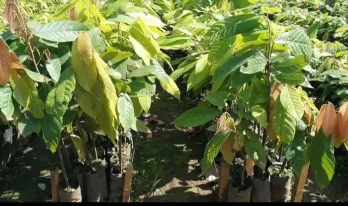 Muda de Cacau 