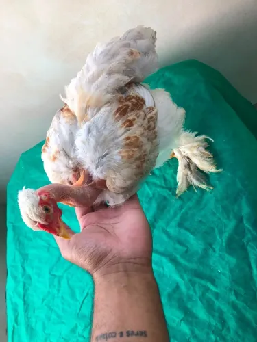 Galinho Brahma Polaca Homozigoto - Exemplar Exótico e Ornamental