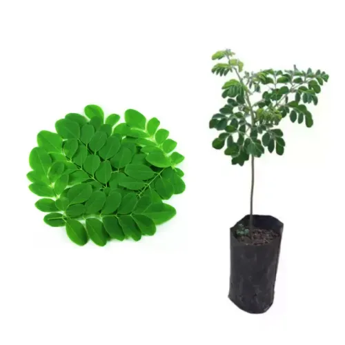 Mudas de Moringa Oleifera