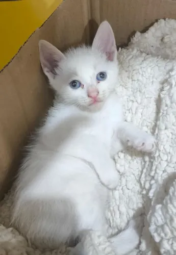 Gatinhos pra adoção responsável