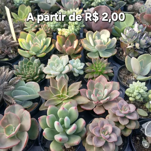 Suculentas e Cactos