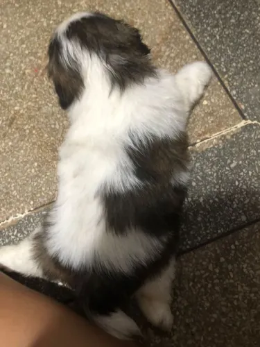 Vendo filhotes de Shitzu 