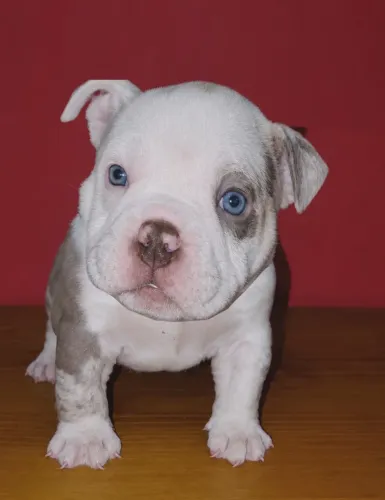 American bully
