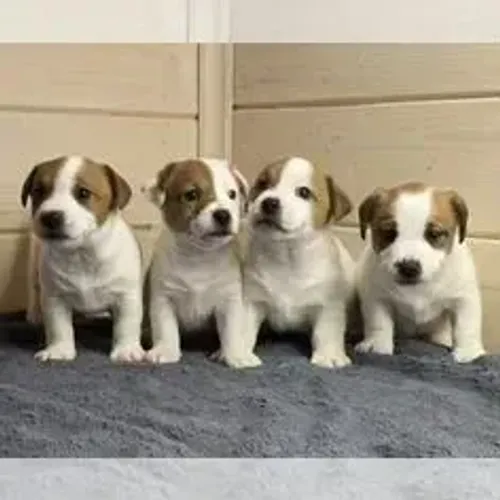 Jack Russell Terrier,Jack Russell Terrier Filhote Disponível Alta Qualidade