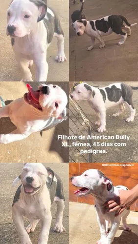Filhote de American Bully XL