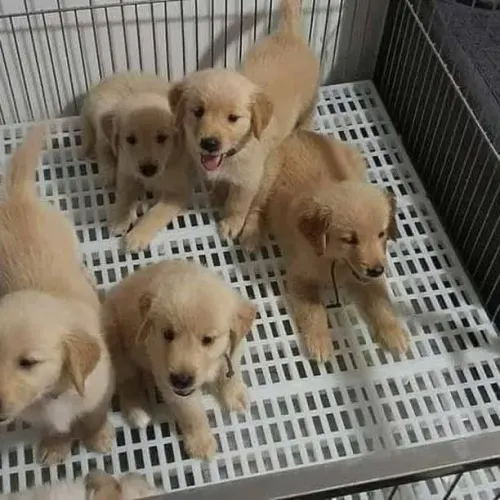 Filhotes de Golden Retriever | Puro amor em patinhas.