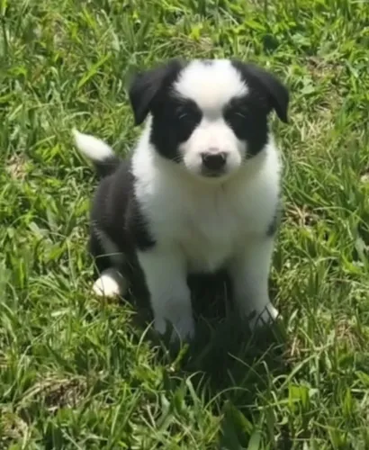 Filhotes de border collie