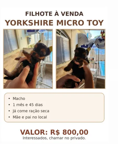Yorkshire micro