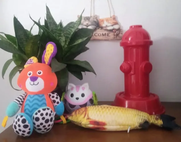 Combo pet, 5, brinquedo e acessórios, leia descrição