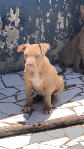 Pitbull PITMONSTER TRIGUST