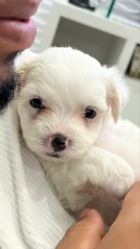 Maltês