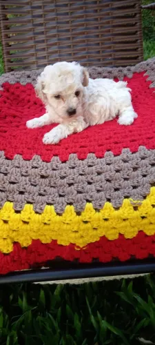 Poodles machinhos
