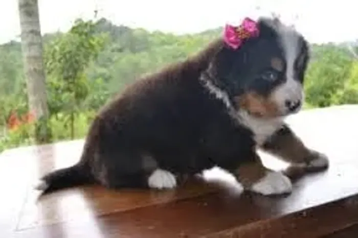Bernese "Prefiro calor de 40°C."