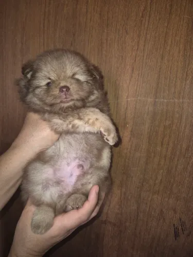 Lulu da pameranea macho 