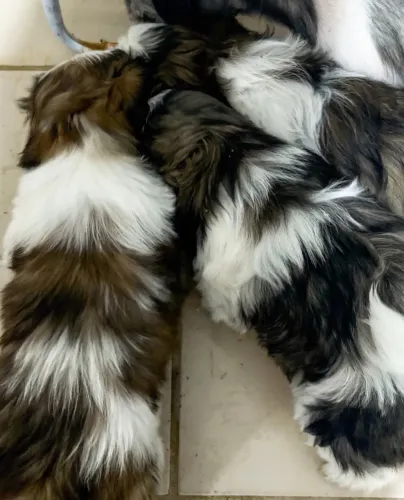Últimas Unidades! Filhotinhas Shih Tzu Fêmeas com Pedigree