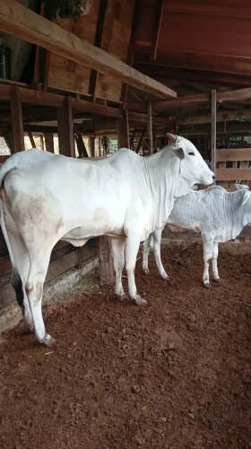 2 Vacas e terneiro 