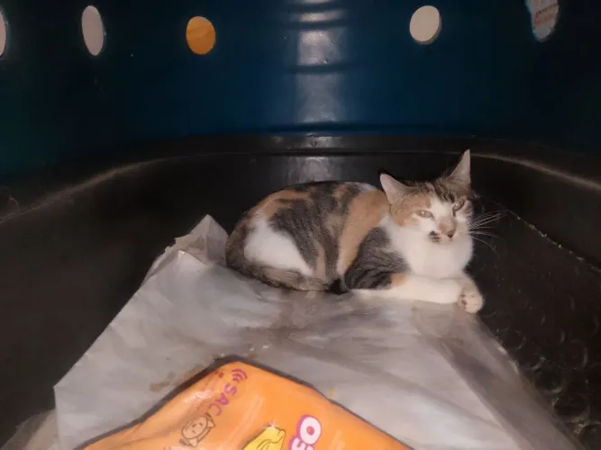 Gata brava para adoção