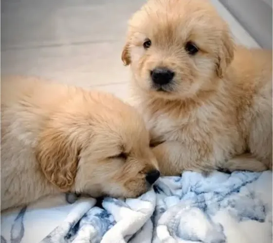 Golden Retriever Filhotes Bondosos. 