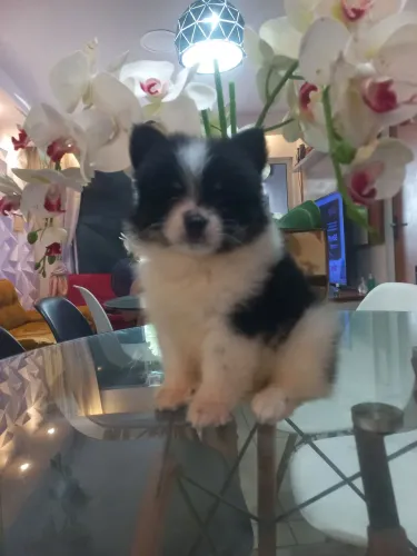Vendo/Troco Spitz alemão (macho)