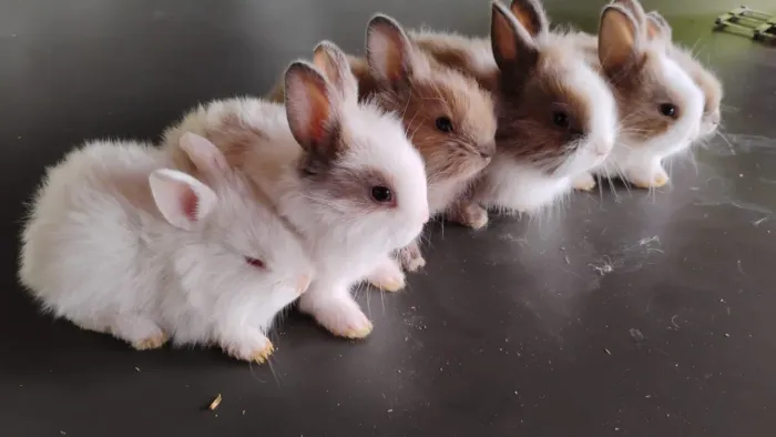 Mini Coelhos