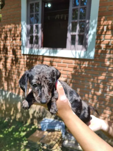 Dachshund: Descubra o Charme Dessa Raça
