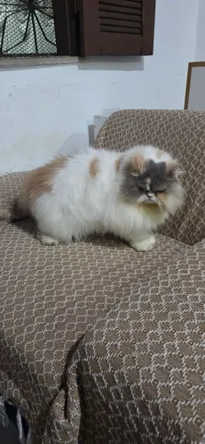 Gata Persa fêmea
