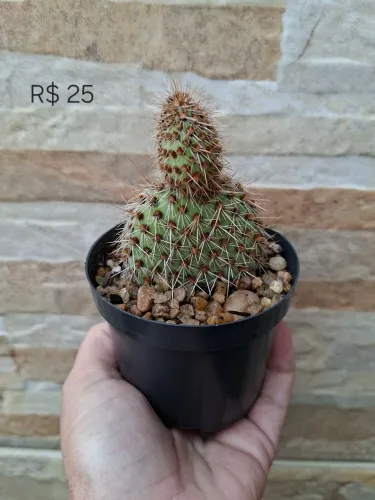 Opuntia pycnantha pt9