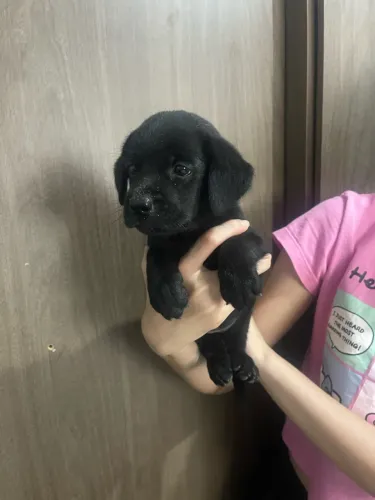 Filhote labrador
