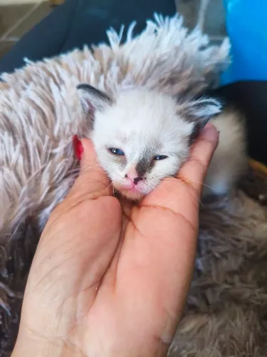 Doação desse gatinho ou gatinha ainda não sei exatamente o sexo.