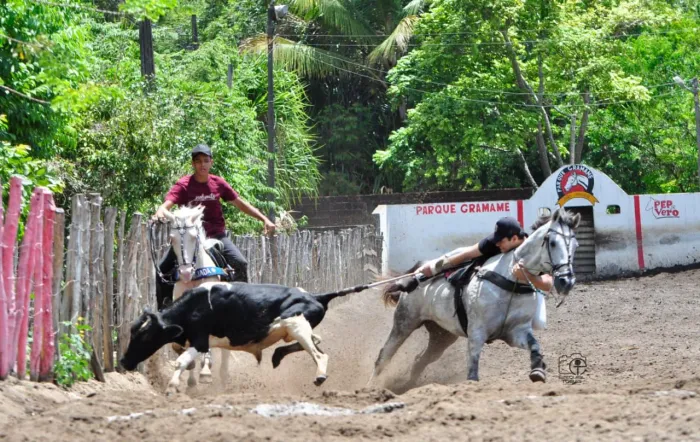 Cavalo Esteira Pronto