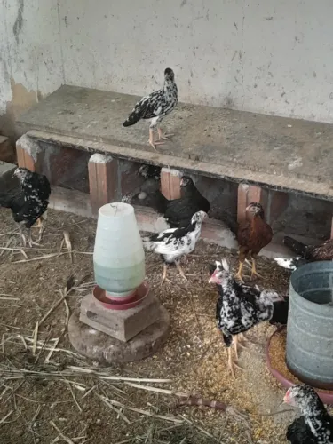 Franguinhos e franguinhas índio cipó