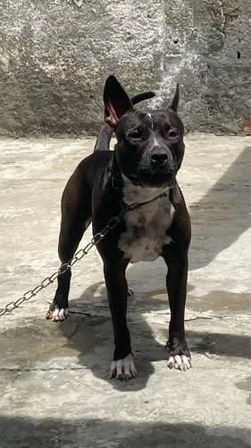Animal 