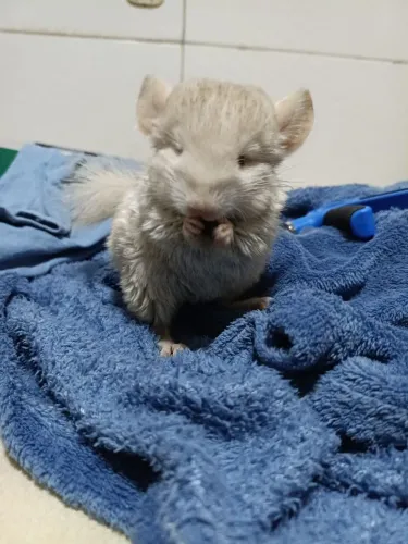 Filhotes de Chinchila Super Dóceis - 3 Meses e Meio ?