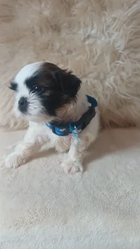 Filhote de shitzu macho mini