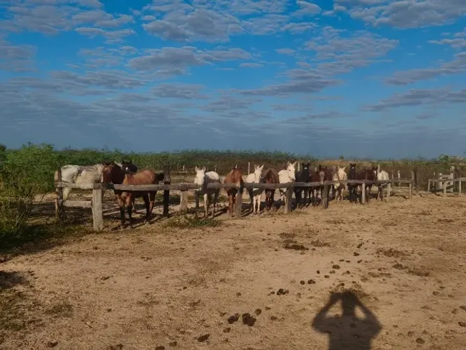Serviço em Fazenda 
